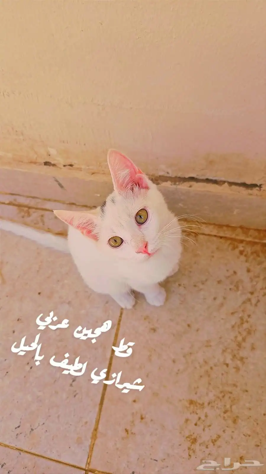 قطتين شيرازية أصيلة وقط مهجن شيرازي عربي 1