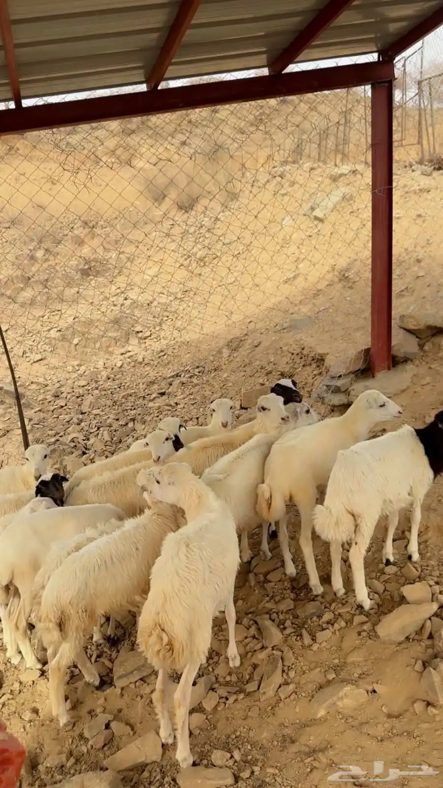 رخال رفيديه تربيه محايل عسير 1