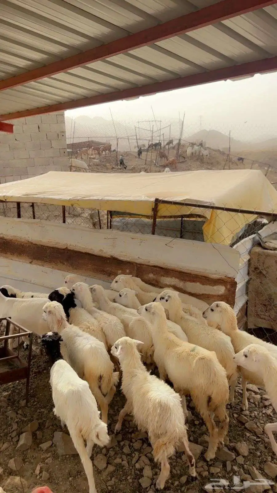 رخال رفيديه تربيه محايل عسير 2