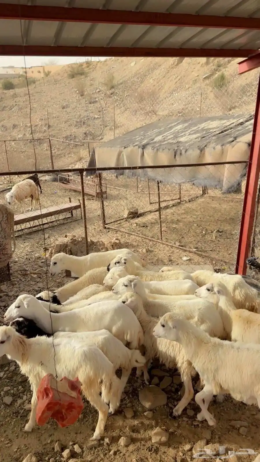 رخال رفيديه تربيه محايل عسير 3