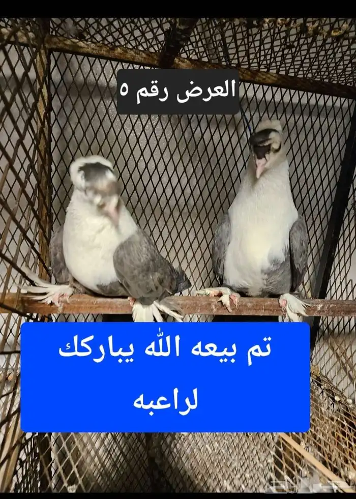 حمام منوع للبيع 35