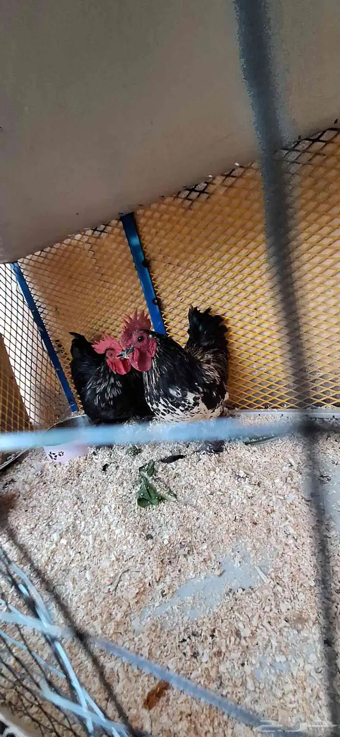 ديوك كوشنن قزم فواخر 4