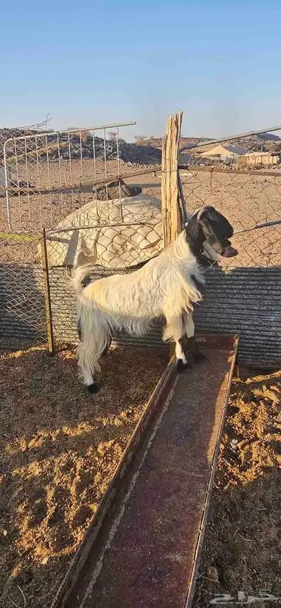 عنز ثنيه. تم البيع 0