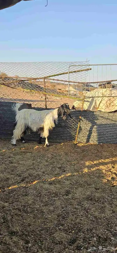عنز ثنيه. تم البيع 2