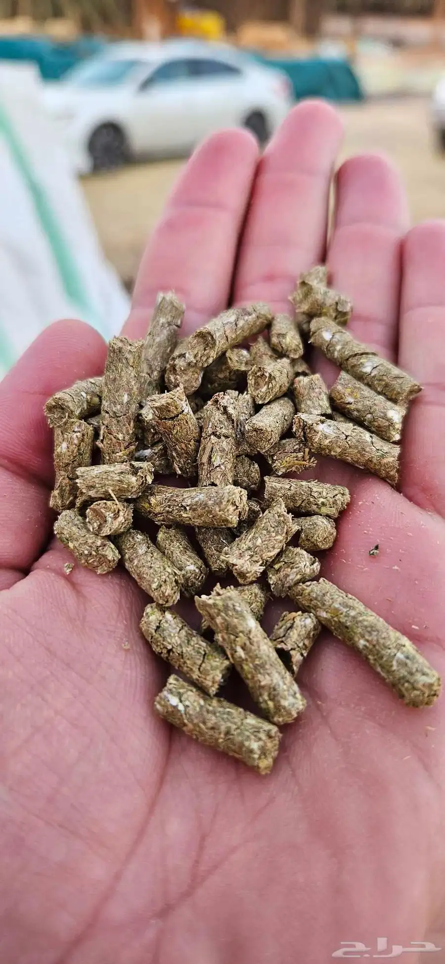 اعلاف علف طيور أغنام مواشي ابل حمام دجاج بط بأسعار منافسة 3