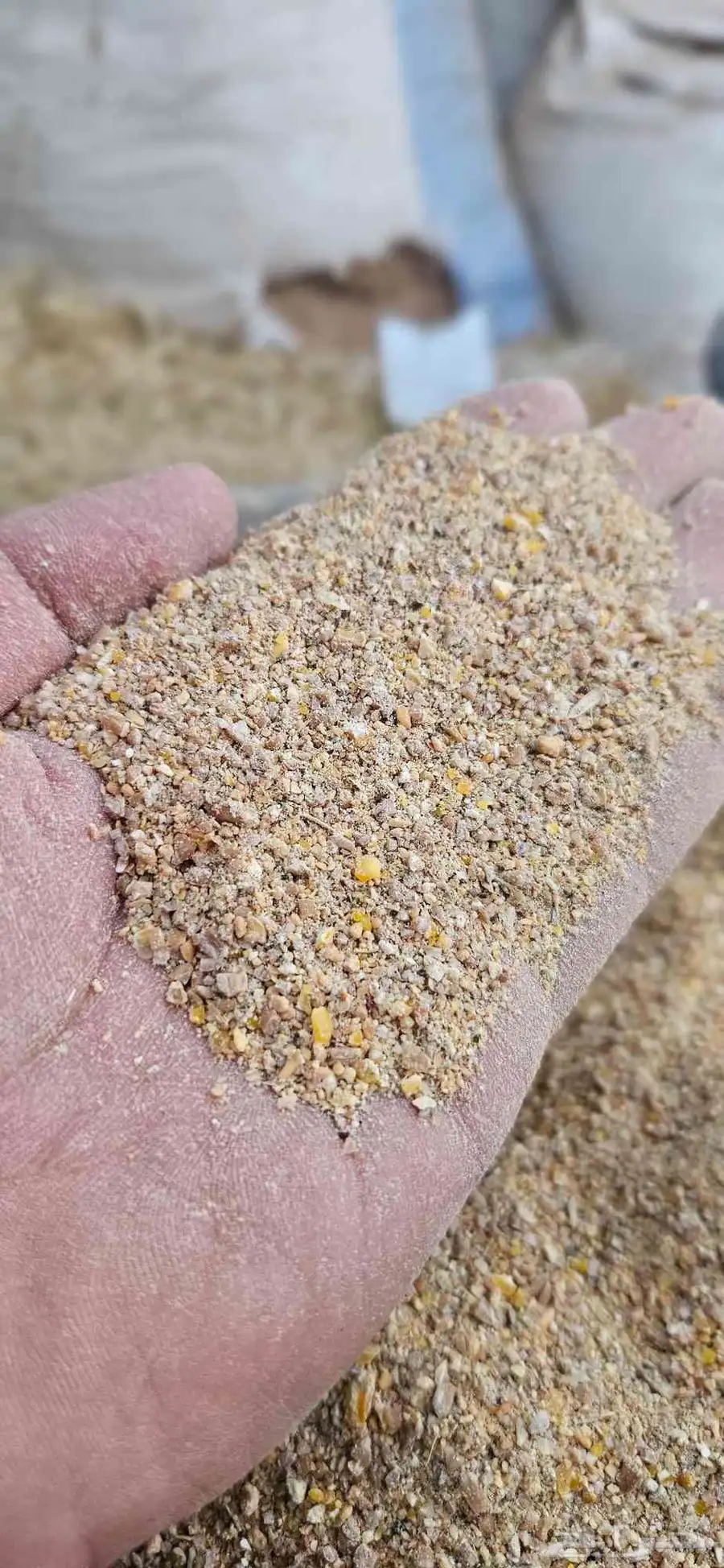 اعلاف علف طيور أغنام مواشي ابل حمام دجاج بط بأسعار منافسة 1
