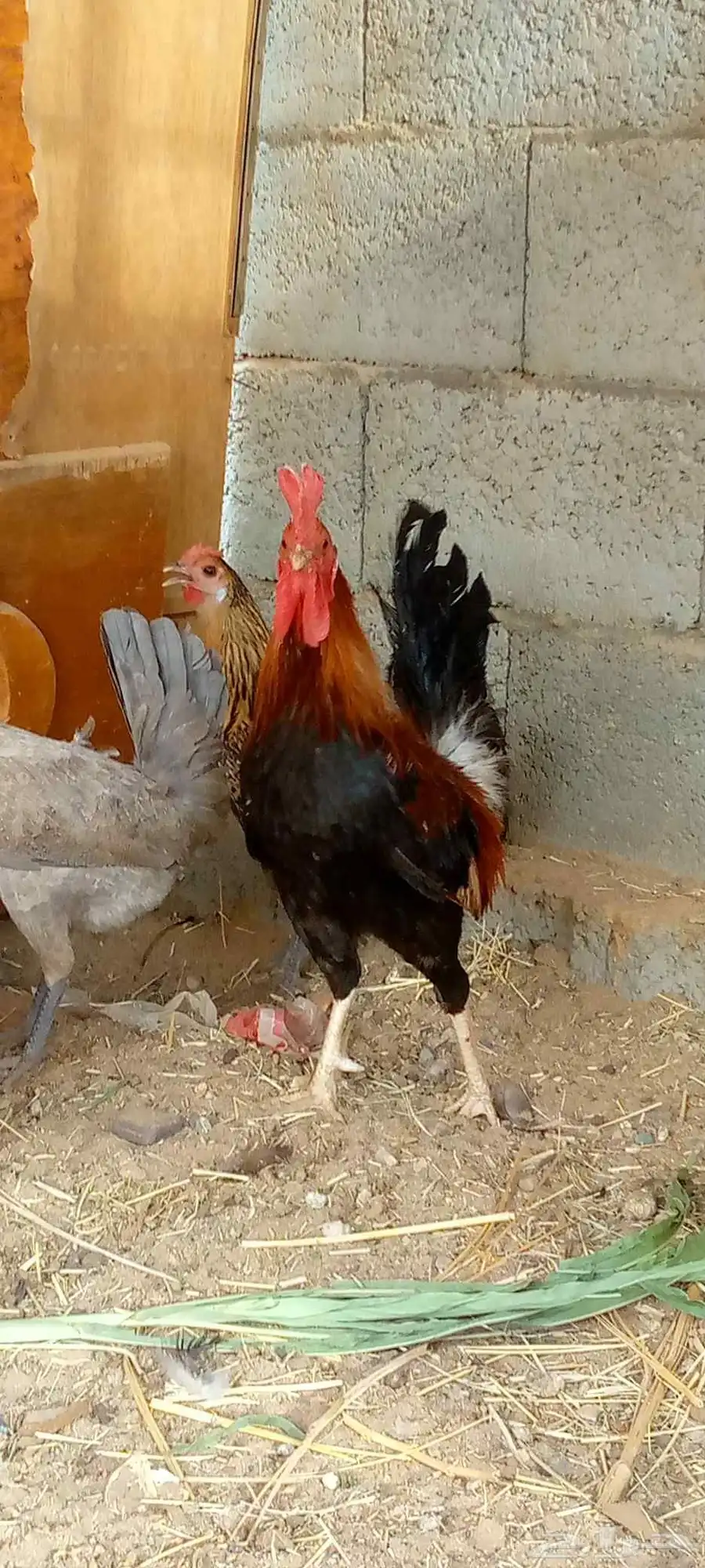 دجاج بلدي بياض ونضيف شرط وحده عليها فرخ ج 5