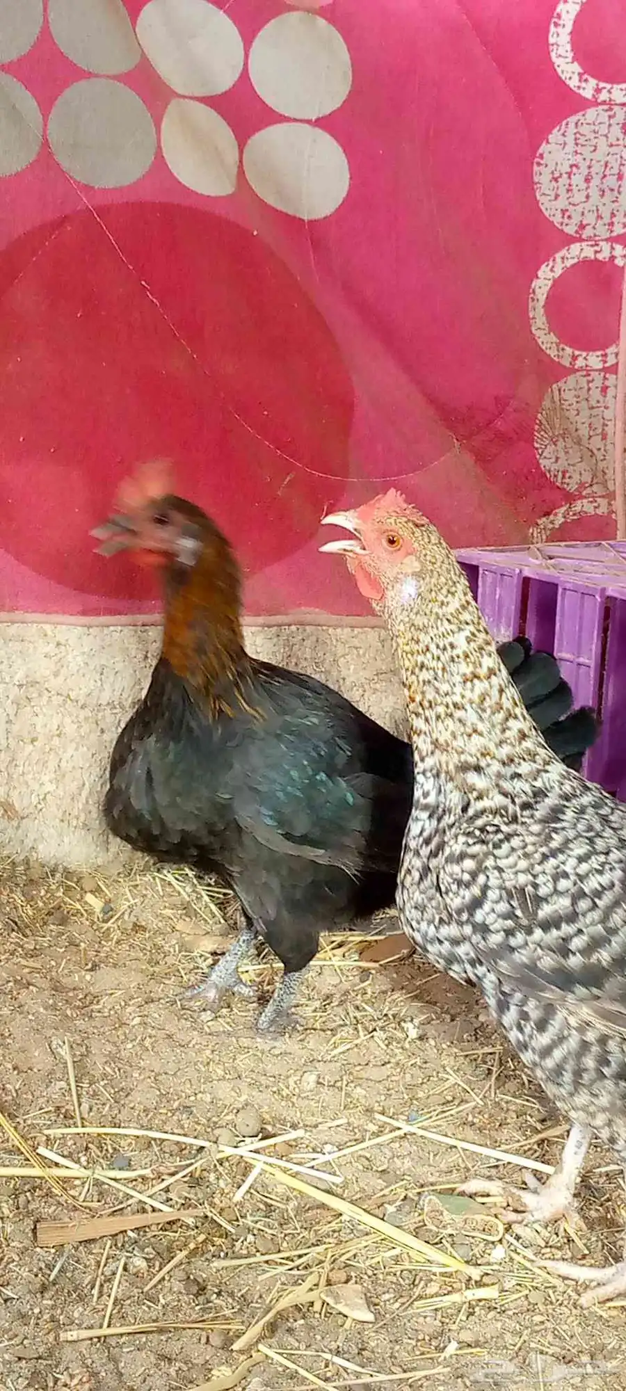 دجاج بلدي بياض ونضيف شرط وحده عليها فرخ ج 7