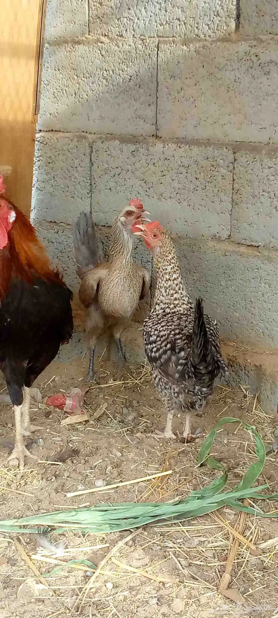 دجاج بلدي بياض ونضيف شرط وحده عليها فرخ ج 8