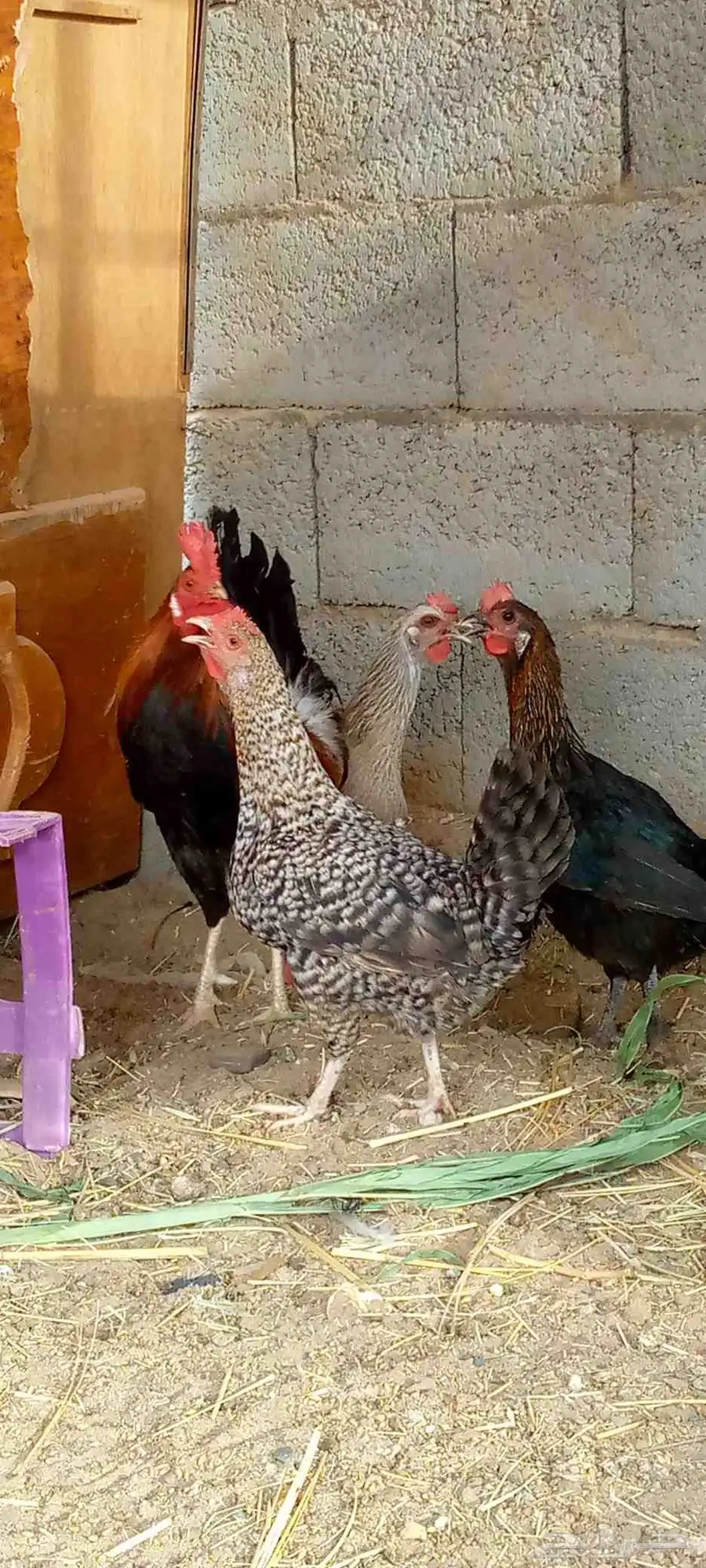 دجاج بلدي بياض ونضيف شرط وحده عليها فرخ ج 1