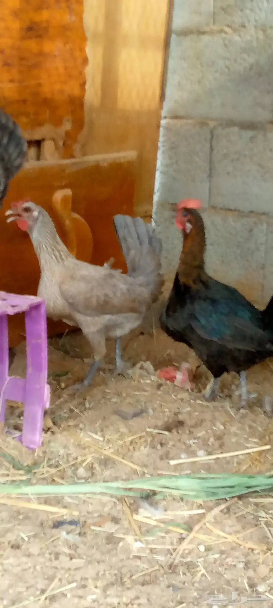 دجاج بلدي بياض ونضيف شرط وحده عليها فرخ ج 3