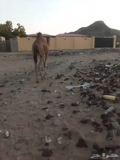 بكره للبيع 12