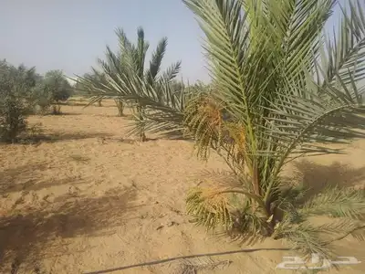 ابو علي توريد نخيل مثمر وزينه توصيل يشمل منطقة المملكه 3