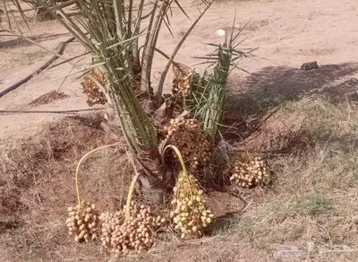 ابو علي توريد نخيل مثمر وزينه توصيل يشمل منطقة المملكه 9