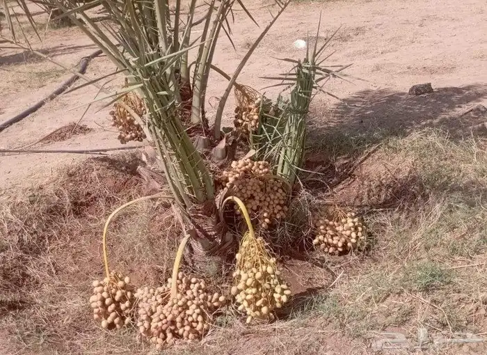 ابو علي توريد نخيل مثمر وزينه توصيل يشمل منطقة المملكه 9