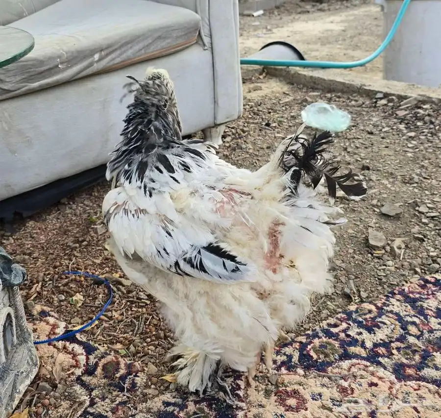 دجاجة براهما للبيع العمر فوق سنة 2
