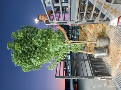 شتلات اكاسيا جلوكا 4