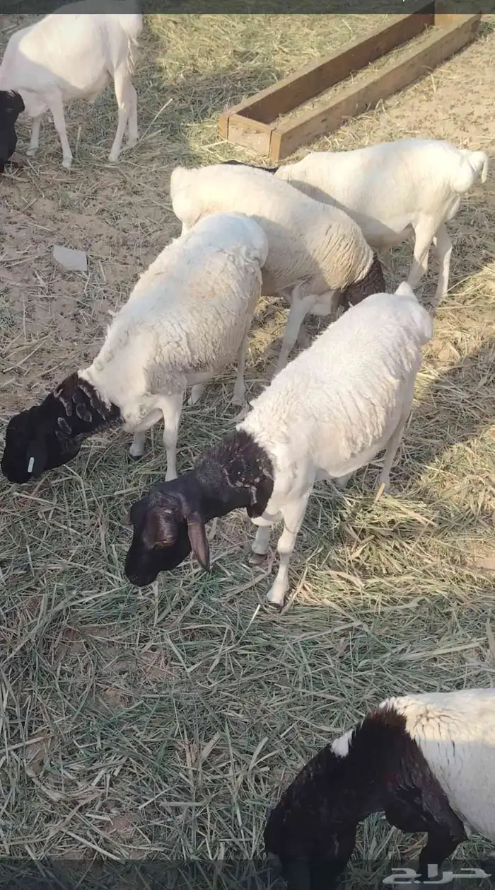 غنم تربيه بربري 2