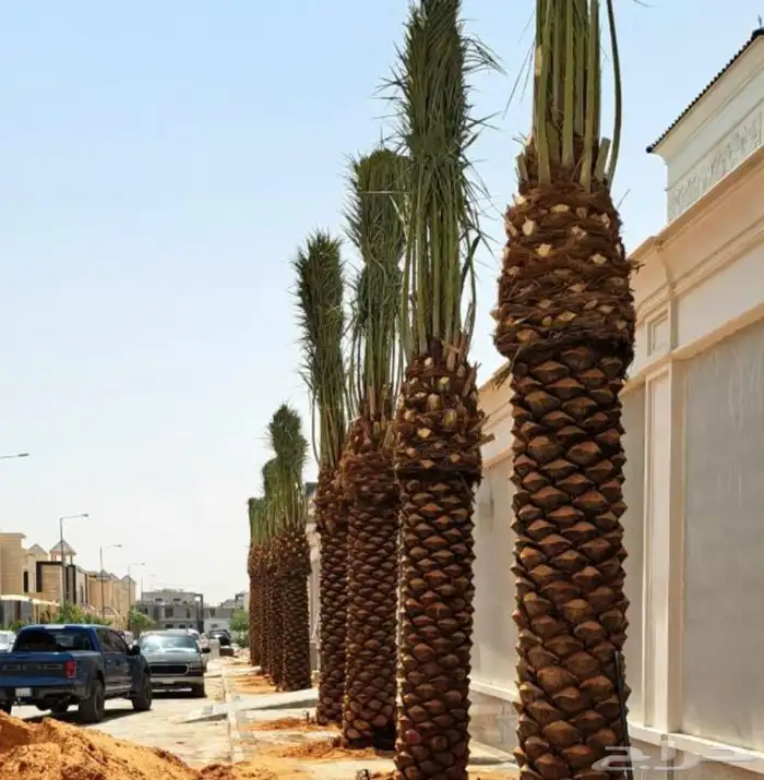 زراعة ثيل طبيعى تمديد شبكات الرى الرياض 2