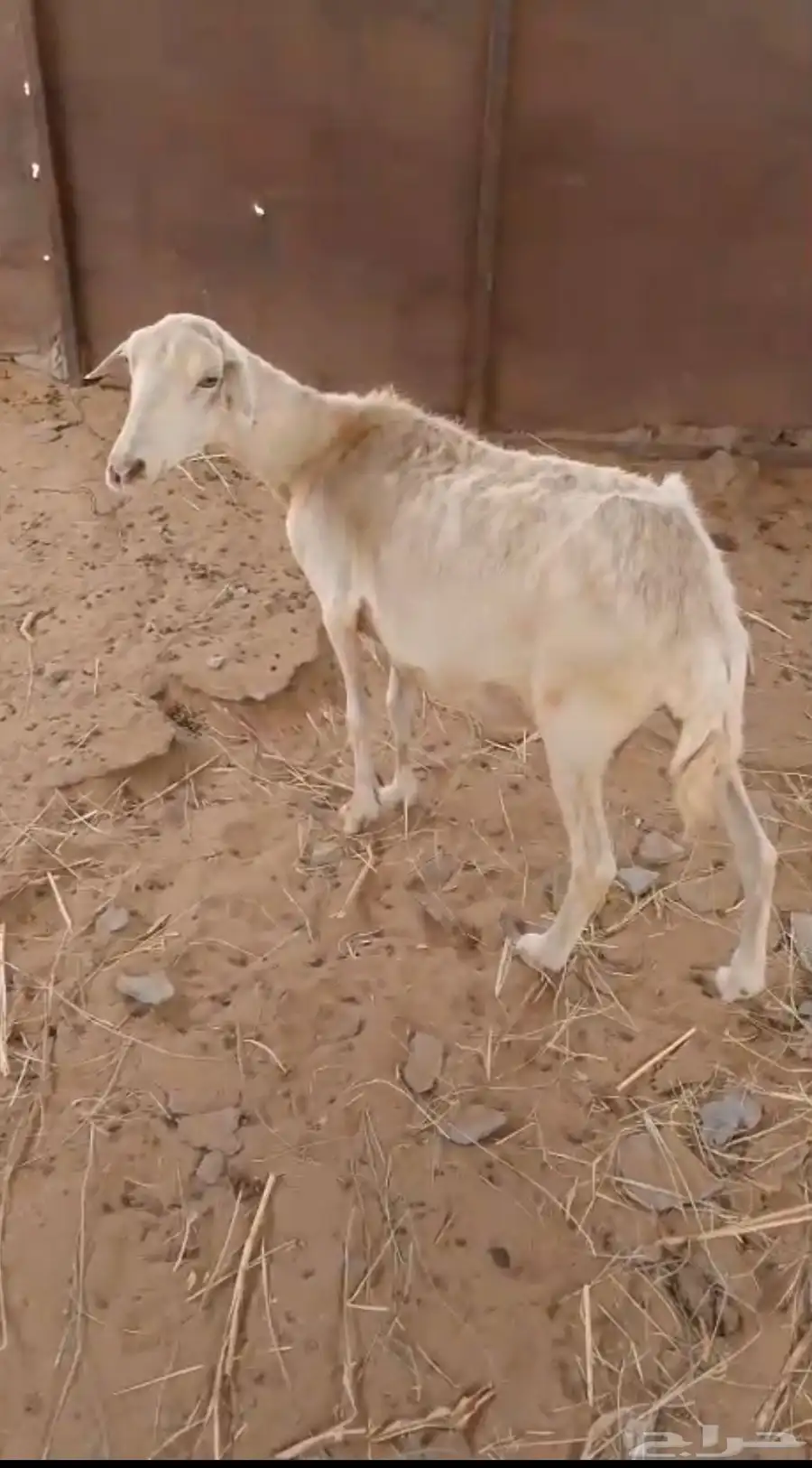 نعجه للبيع السن موضحه في الصوره 2