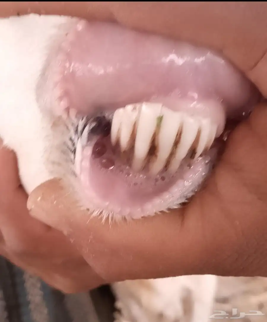 نعجه للبيع السن موضحه في الصوره 3