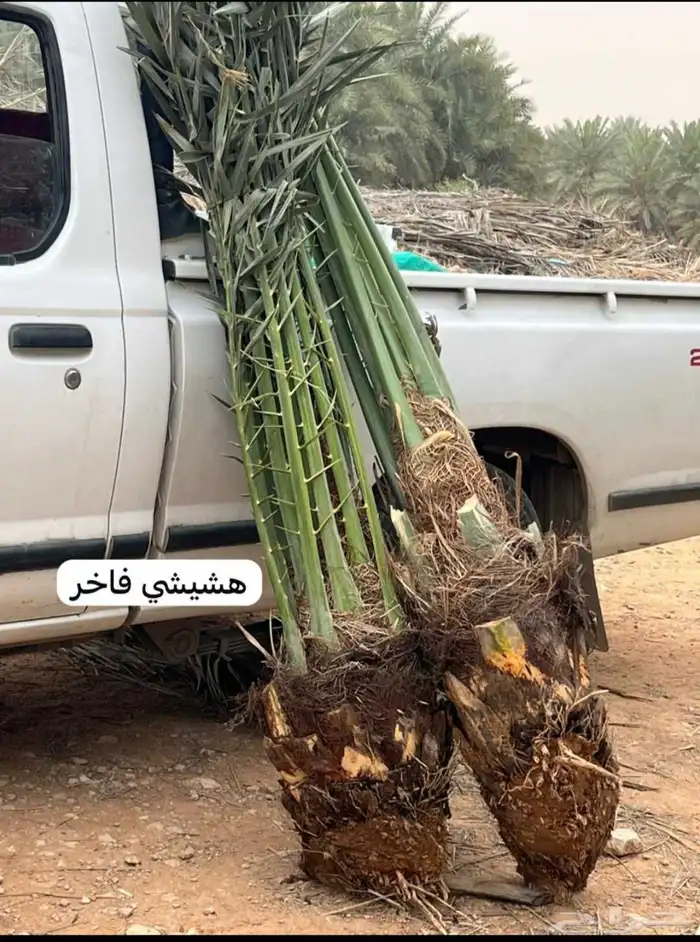 نخل للبيع جميع انواع النخيل 4