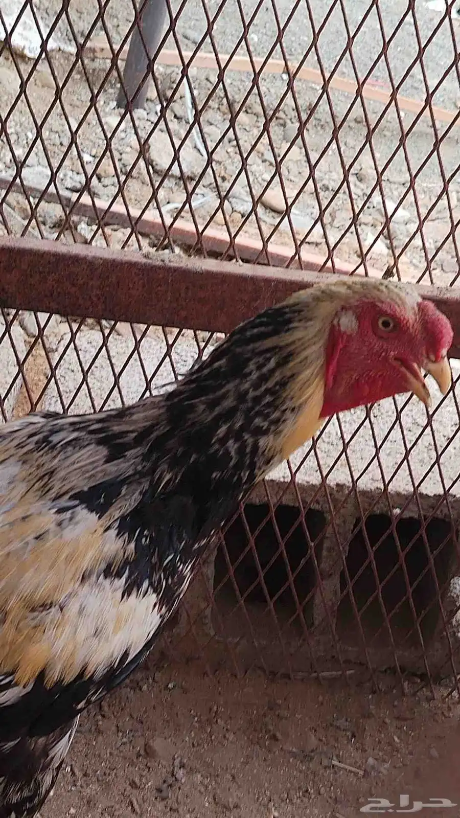 زوج الديك فارسي والدجاجه سندي 3