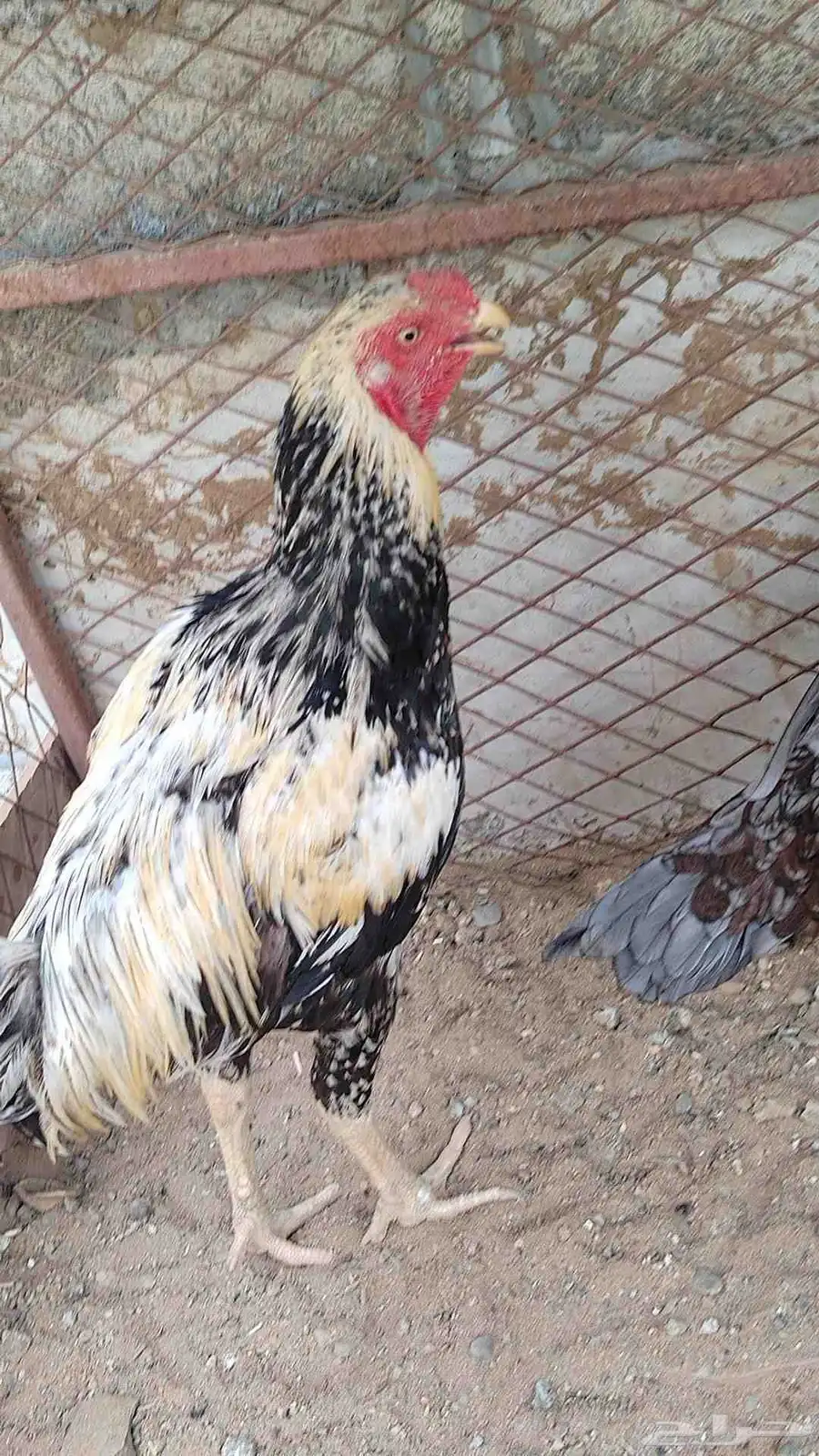 زوج الديك فارسي والدجاجه سندي 0