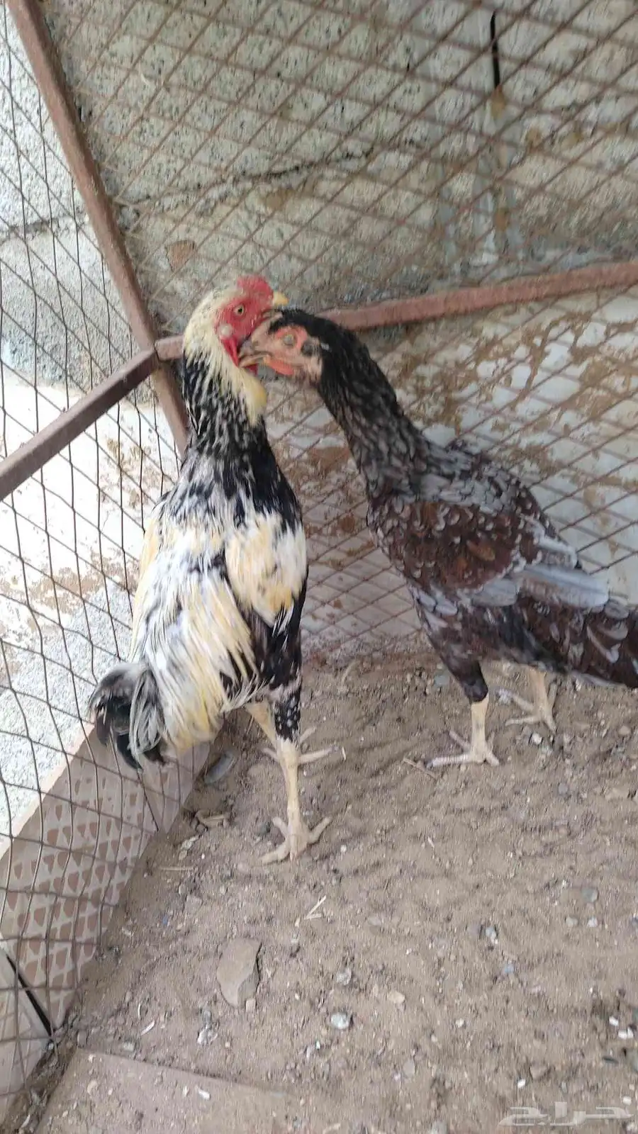 زوج الديك فارسي والدجاجه سندي 2