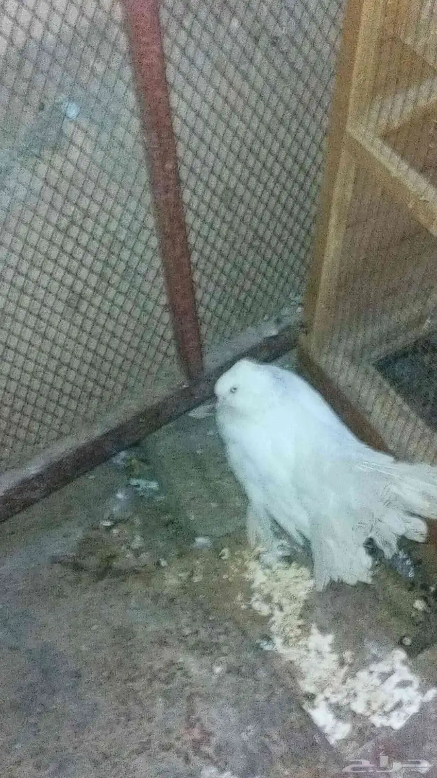 ذكر شماسي رقاصي هندي 0