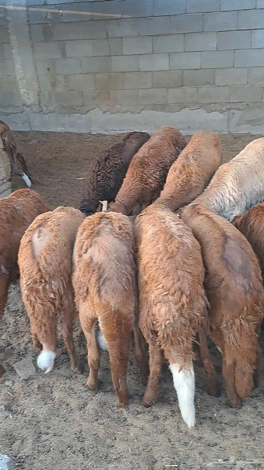 سواكني حمري مرابي ثلاث شهور 0