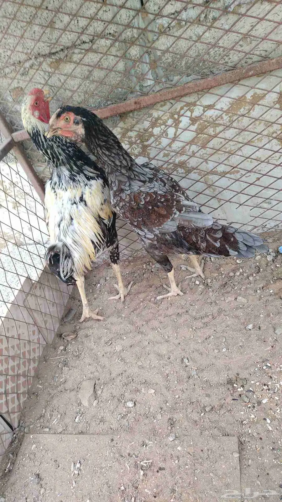 زوج الديك فارسي والدجاجه سندي 1