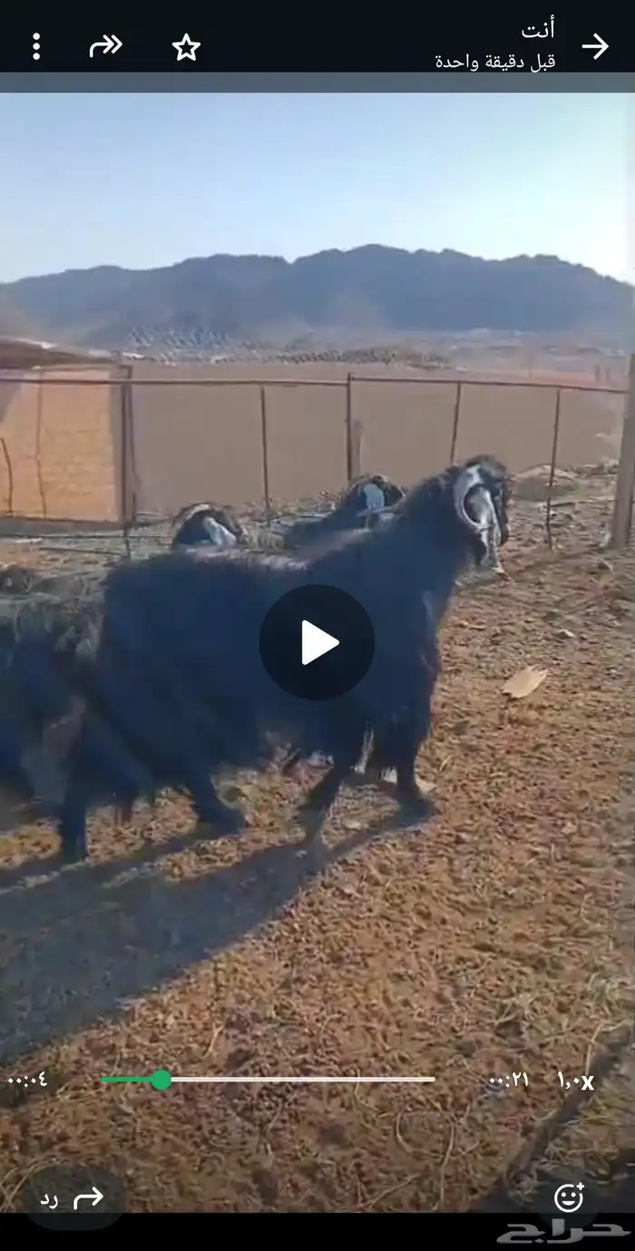 معزا عوارض طيبه 1