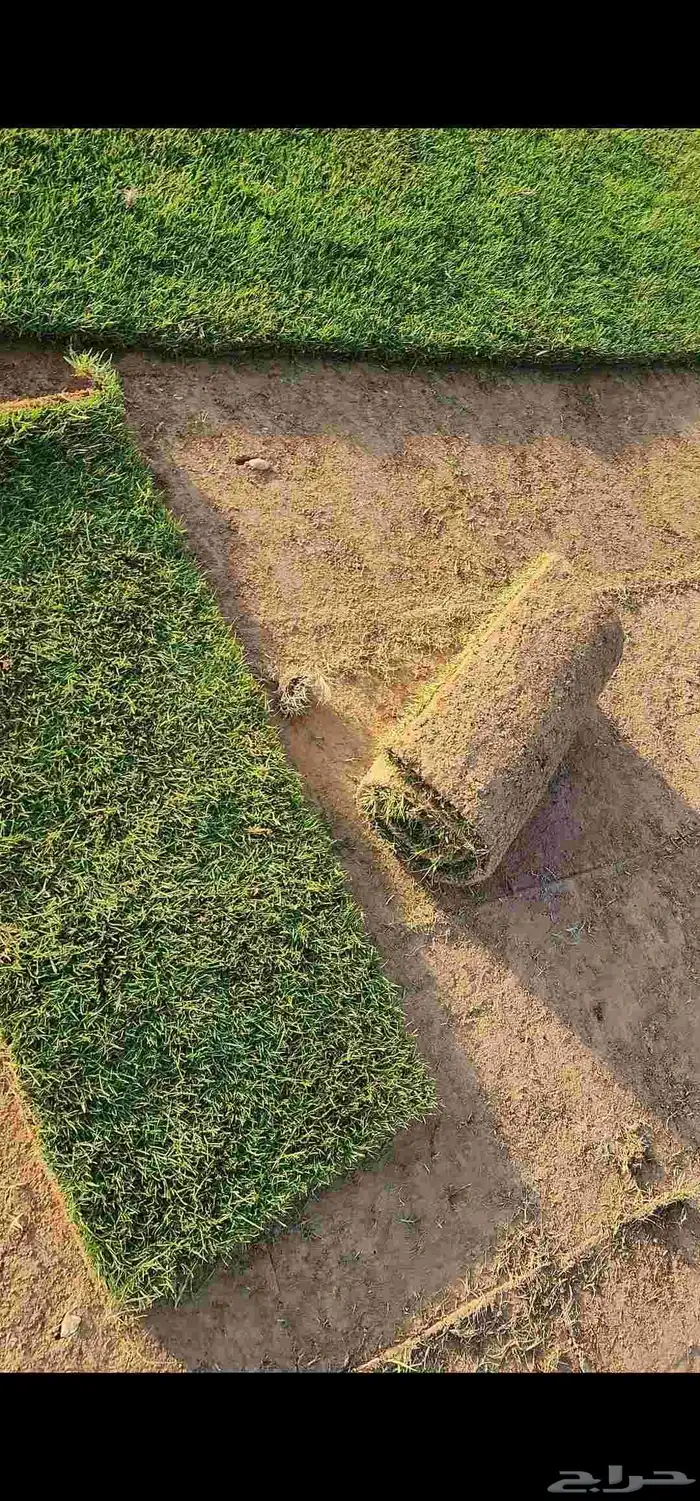 ثيل طبيعي سي2000 صافي وجوده ممتازه درجه أولى 0