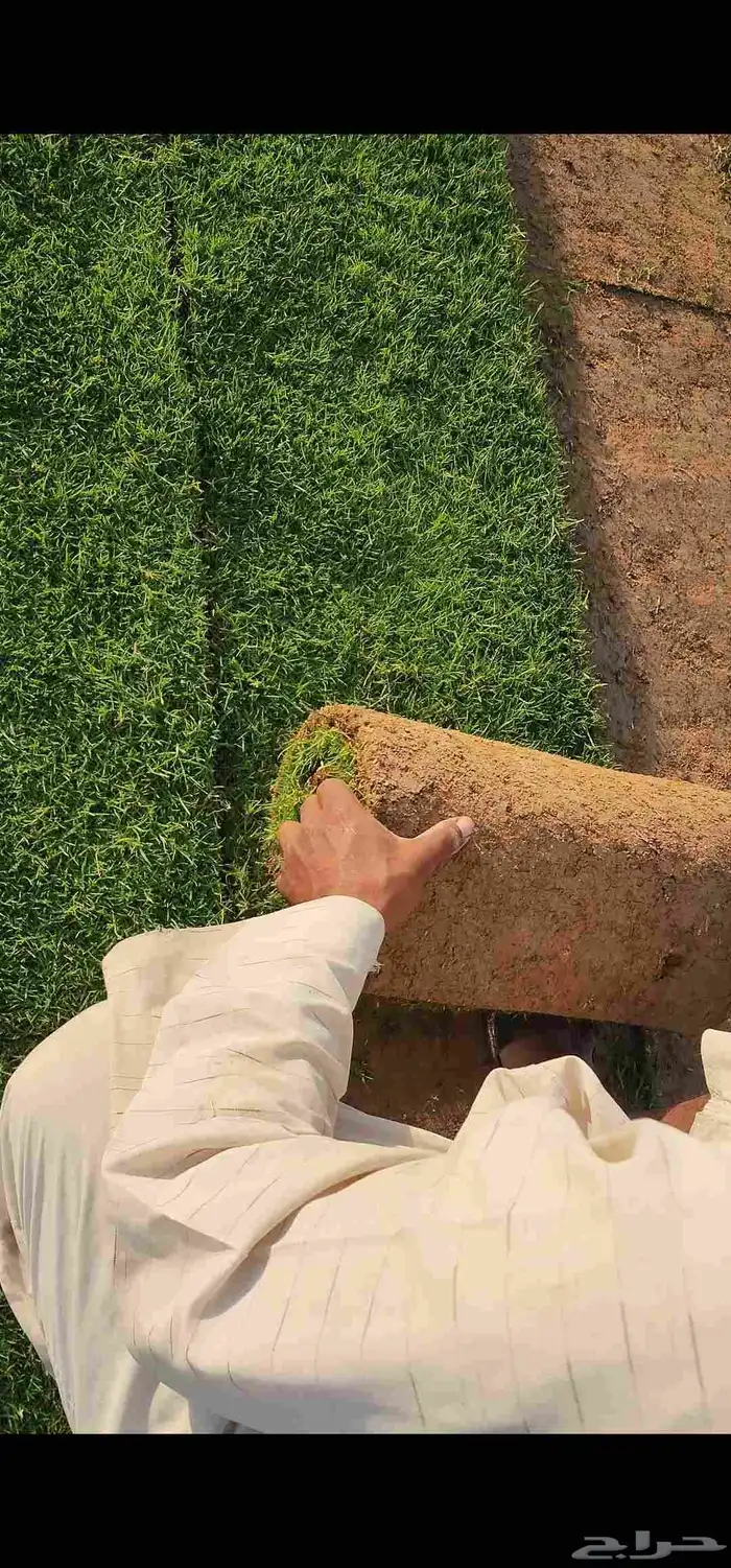 ثيل طبيعي سي2000 صافي وجوده ممتازه درجه أولى 1