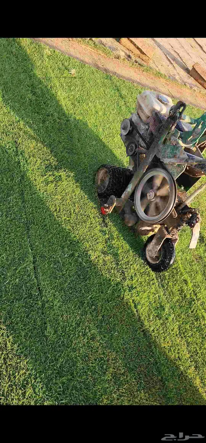 ثيل طبيعي سي2000 صافي وجوده ممتازه درجه أولى 2