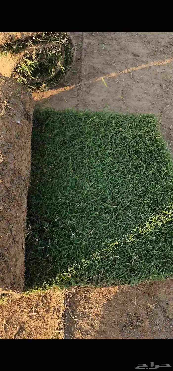 ثيل طبيعي سي2000 صافي وجوده ممتازه درجه أولى 3