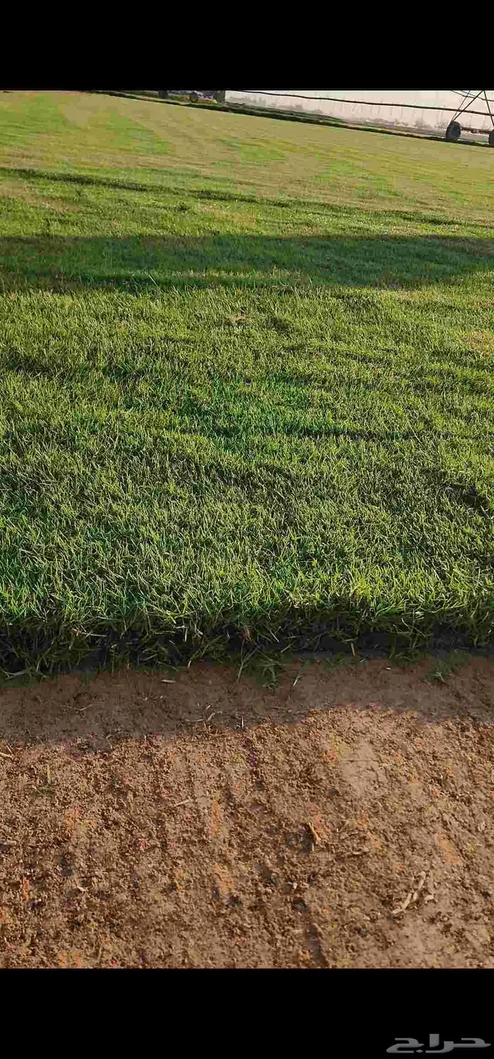 ثيل طبيعي سي2000 صافي وجوده ممتازه درجه أولى 5