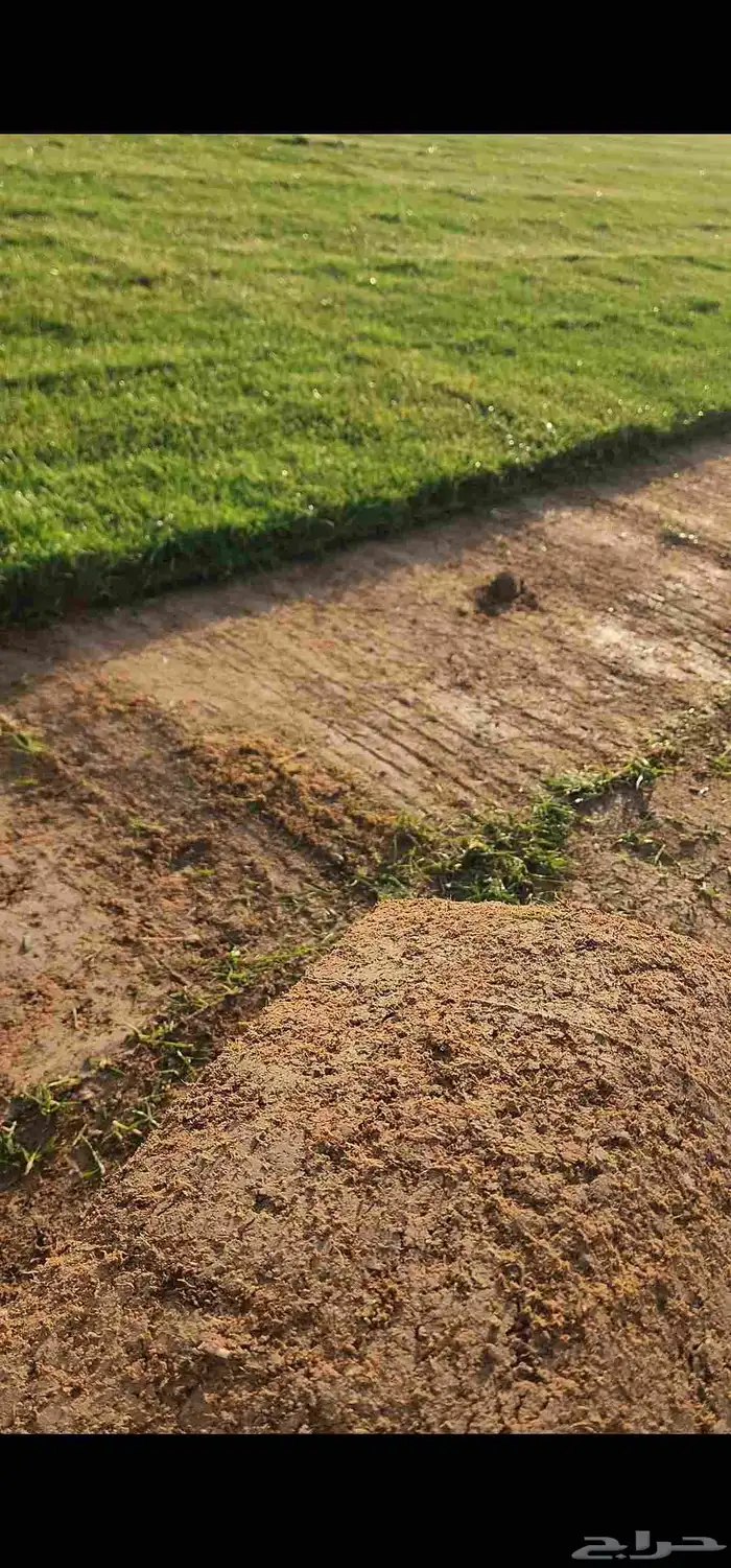 ثيل طبيعي سي2000 صافي وجوده ممتازه درجه أولى 6