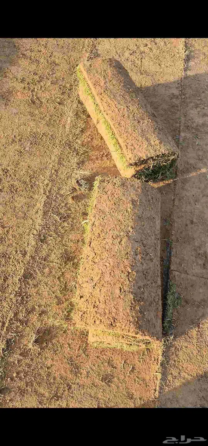 ثيل طبيعي سي2000 صافي وجوده ممتازه درجه أولى 4