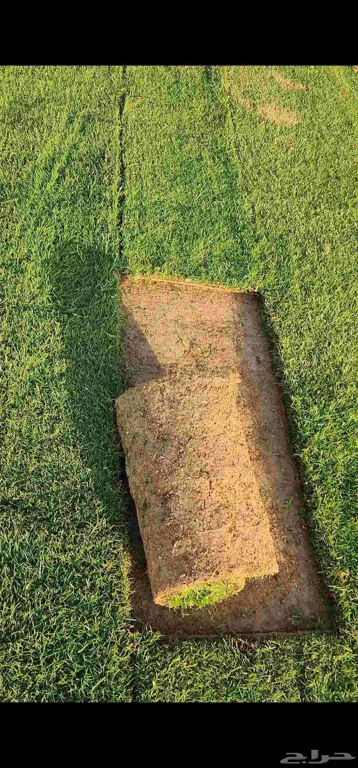 ثيل طبيعي سي2000 صافي وجوده ممتازه درجه أولى 9