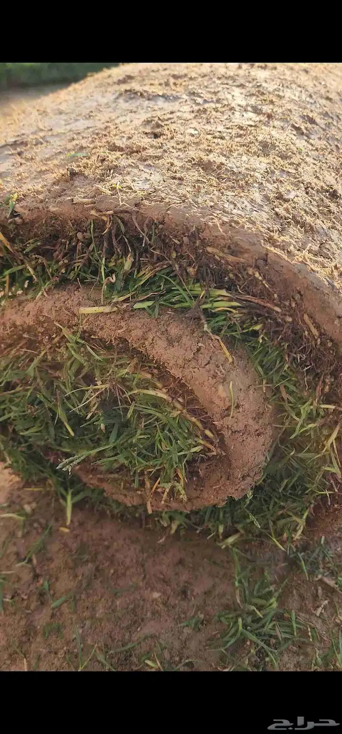 ثيل طبيعي سي2000 صافي وجوده ممتازه درجه أولى 7