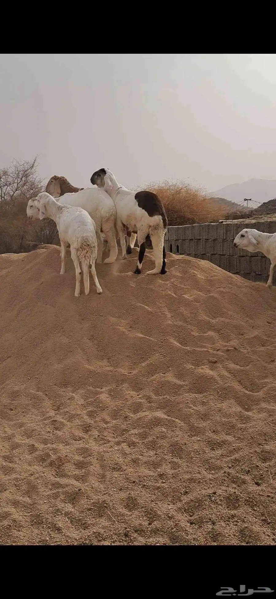للبيع طليان سواكن جذعان نضاف وفل شحم 0