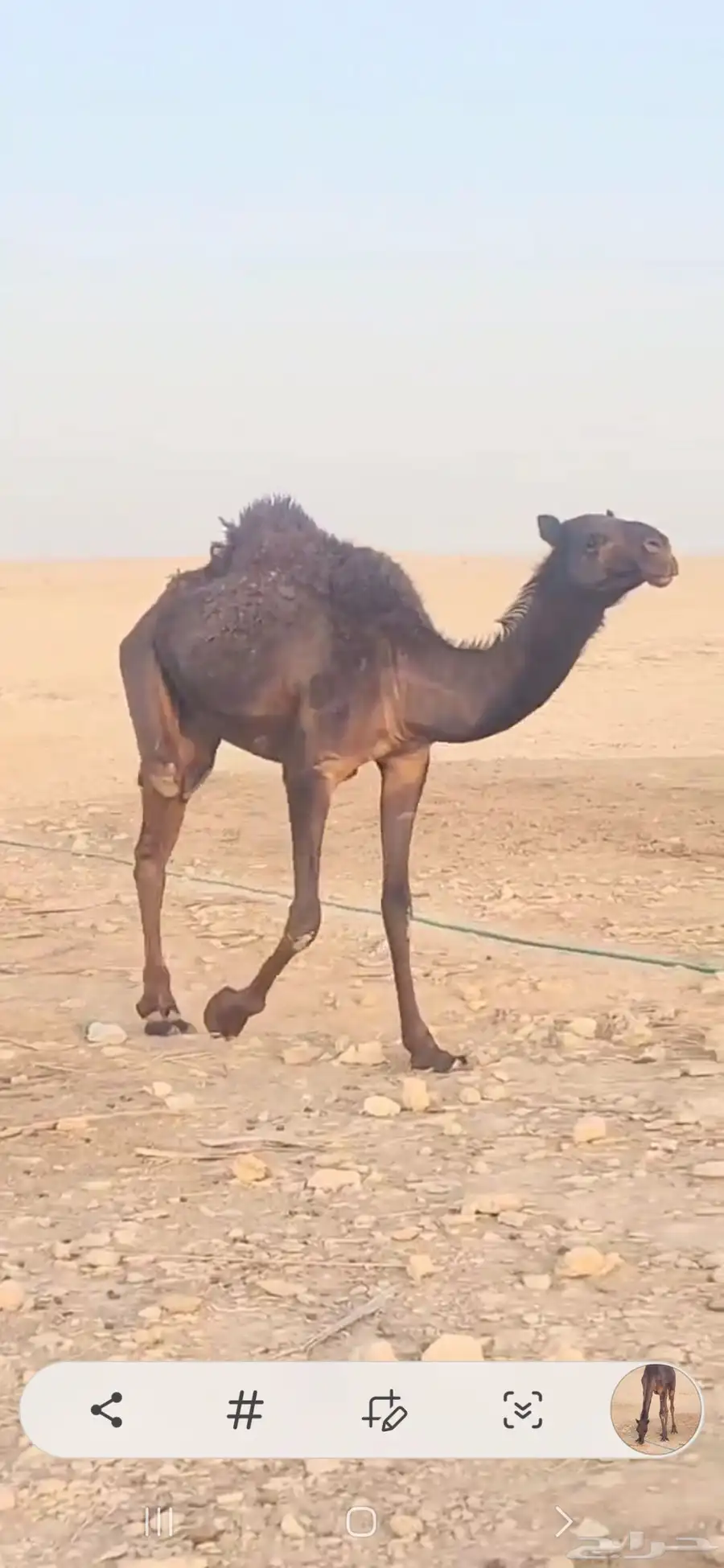 ثلاث بكار حقايق اعمارها حول ثلاث سنوات أحوالها طيبه 2
