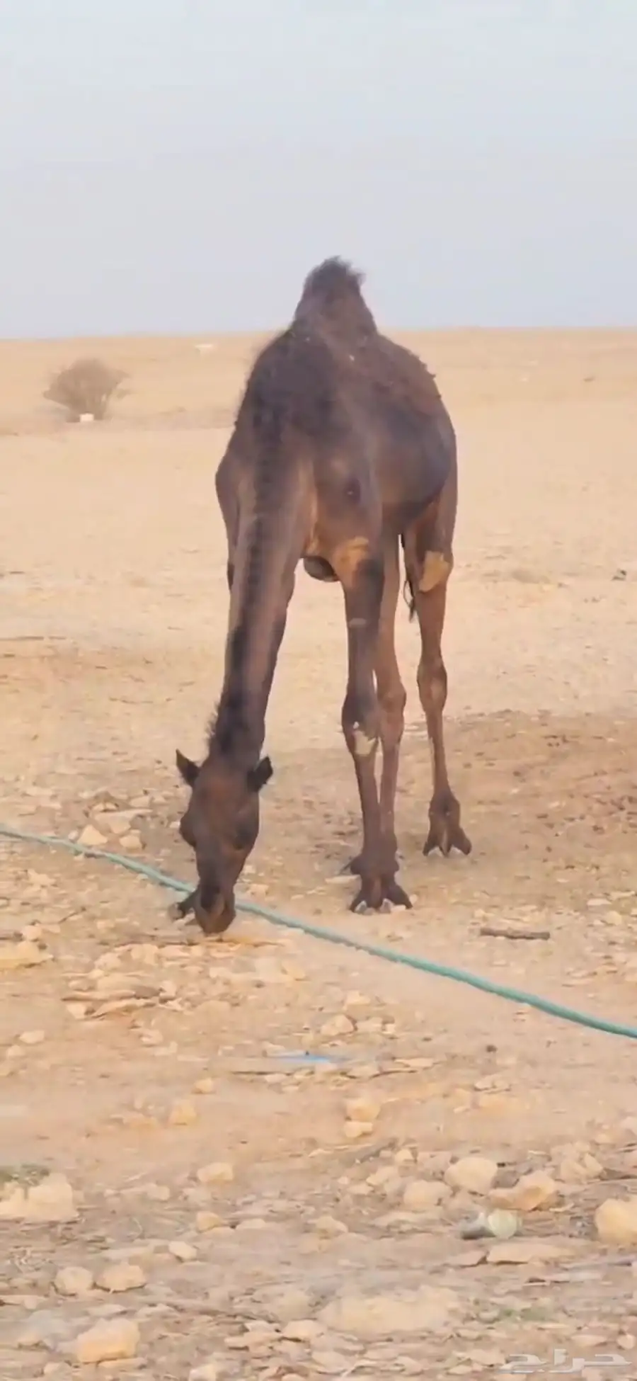 ثلاث بكار حقايق اعمارها حول ثلاث سنوات أحوالها طيبه 3