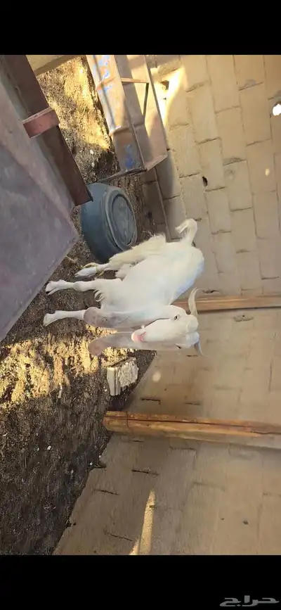 عنز ثنيه للبيع شبب 0