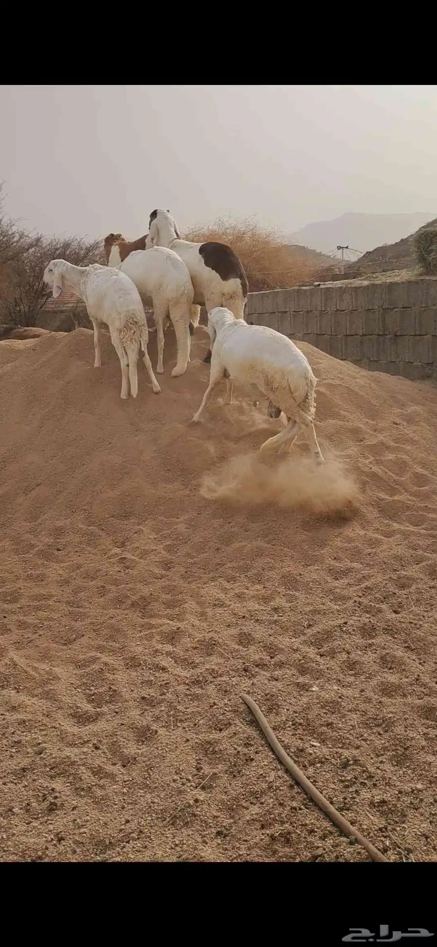 للبيع طليان سواكن جذعان نضاف وفل شحم 2