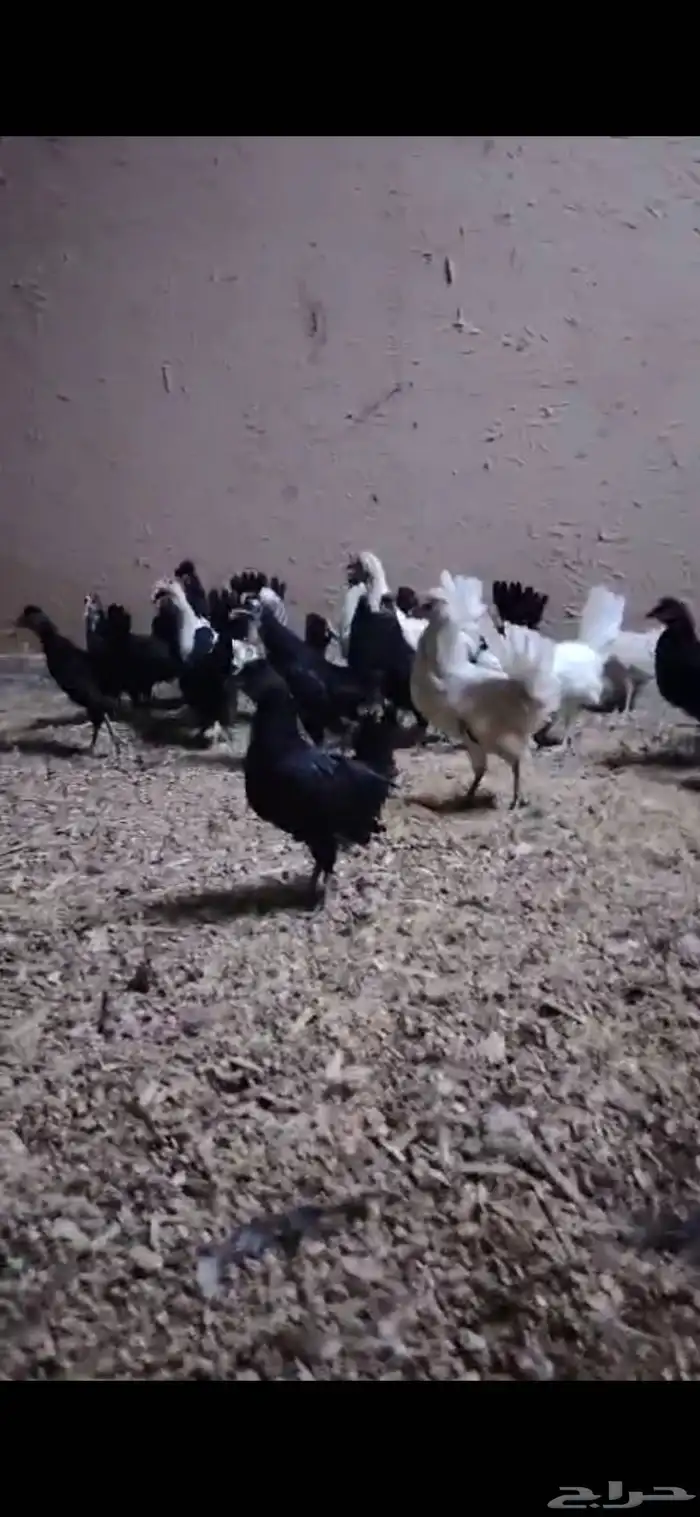 دجاج كويتي 9