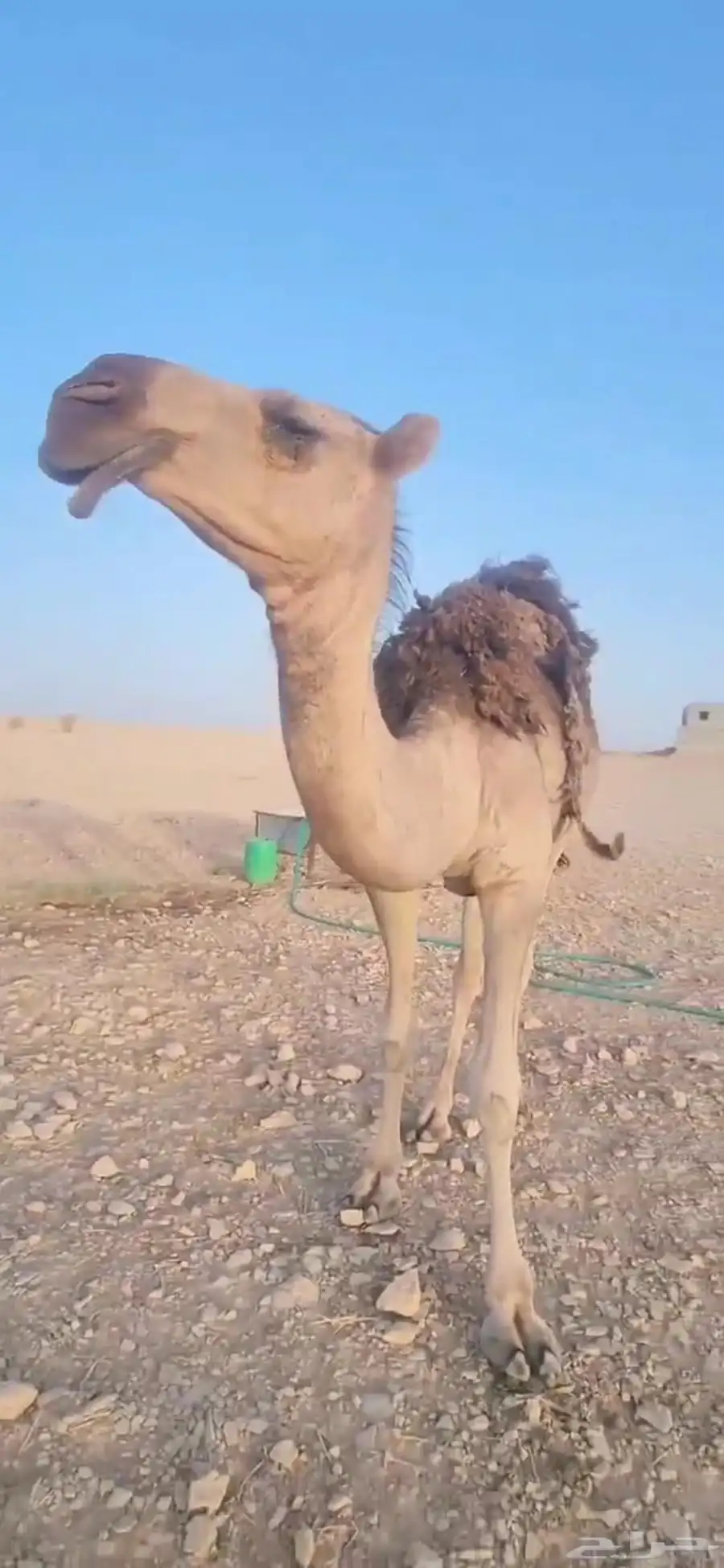 ثلاث بكار حقايق اعمارها حول ثلاث سنوات أحوالها طيبه 8