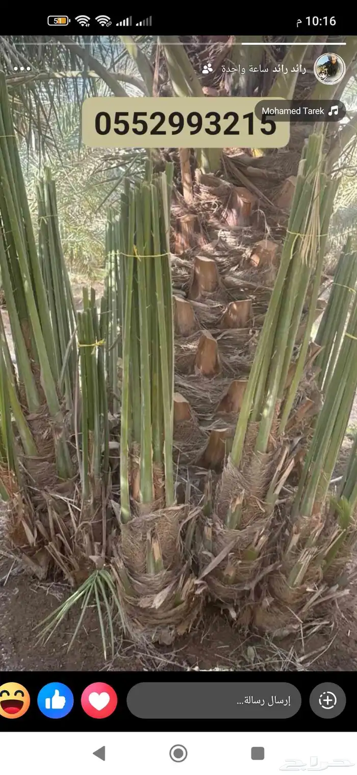 نخل للبيع جميع انواع النخيل 1